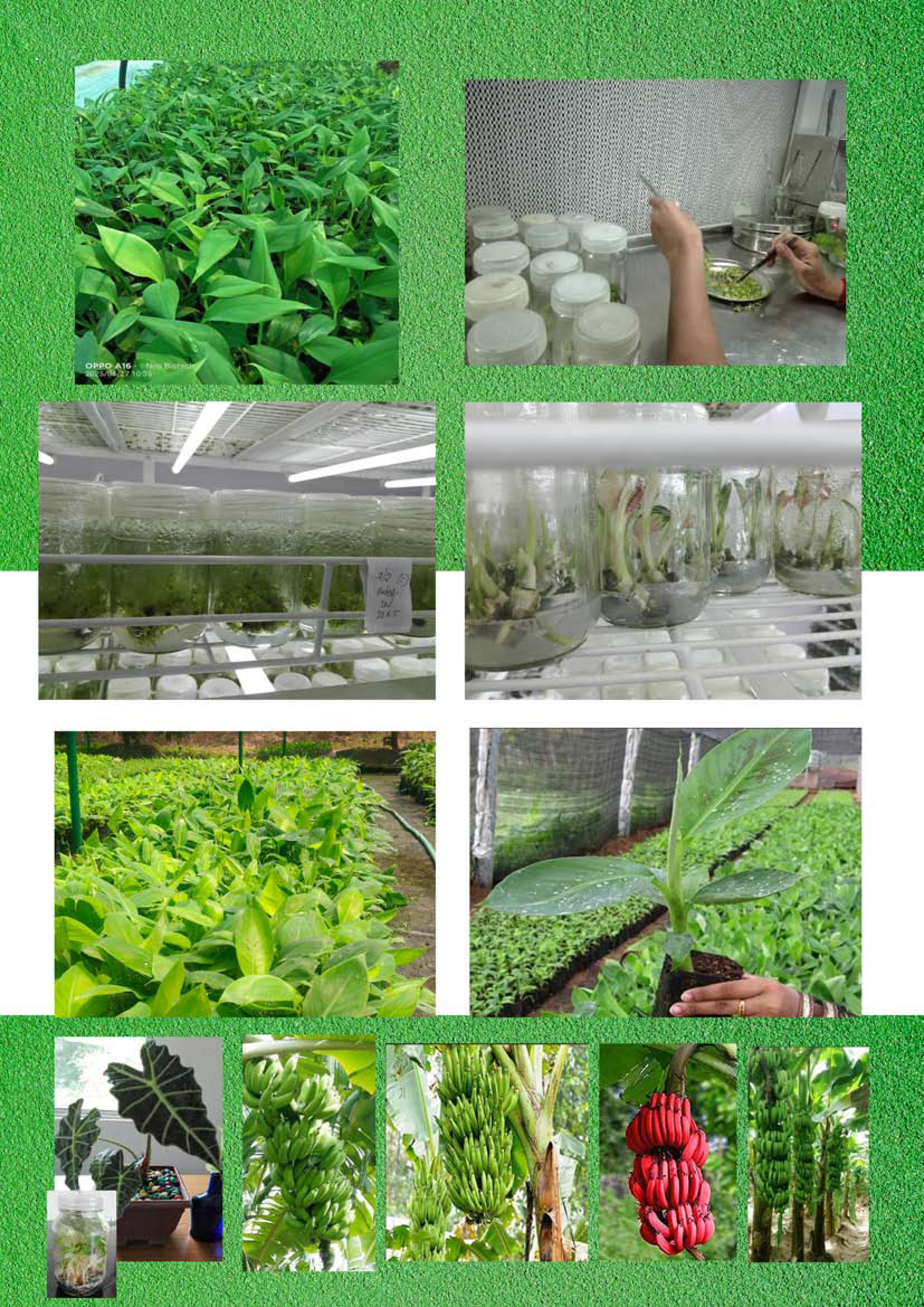 Ever Green T.C Nursery